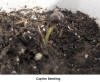 Captive Seedling