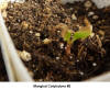 Mangled Seedling #2