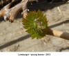 Young Leaf - Lemburger